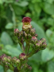 Scrophularia auriculata