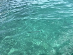 Tylosurus crocodilus