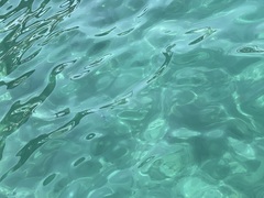 Tylosurus crocodilus