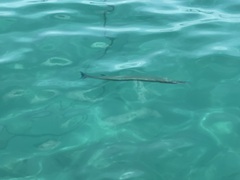 Tylosurus crocodilus