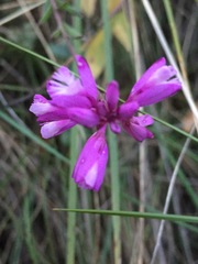Polygala cretacea