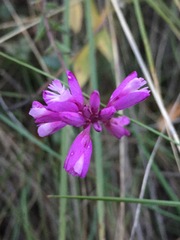 Polygala cretacea