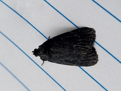 Stericta carbonalis