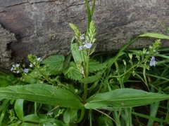 Veronica catenata