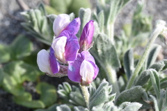 Lathyrus littoralis