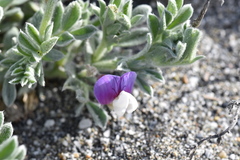 Lathyrus littoralis