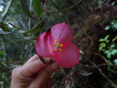 Philesia magellanica