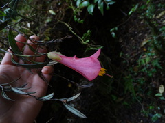 Philesia magellanica