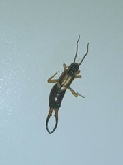 Forficula auricularia