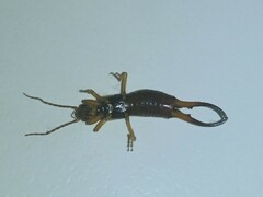 Forficula auricularia