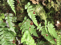 Cranfillia deltoides