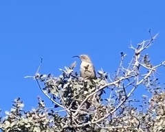 Toxostoma crissale