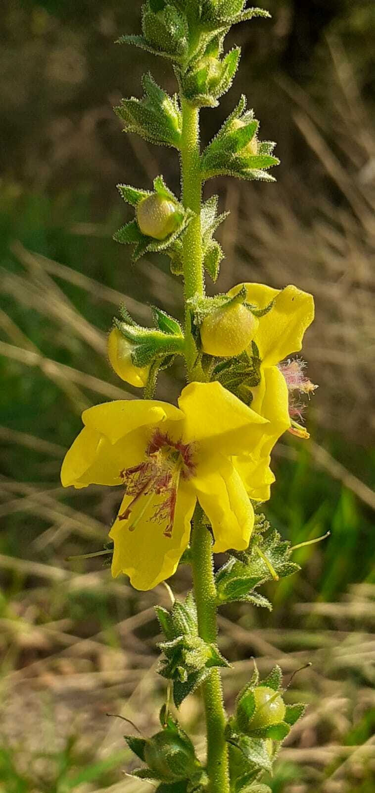 Verbascum virgatum