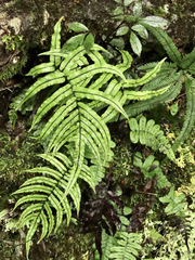 Blechnum montanum