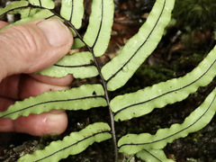 Blechnum montanum
