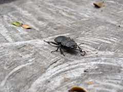 Apterodorcus bacchus