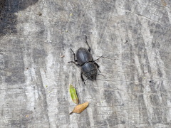 Apterodorcus bacchus