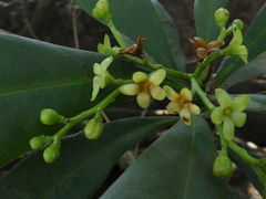 Ancistrocladus heyneanus