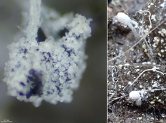 Coprinopsis stercorea