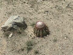 Melocactus curvispinus