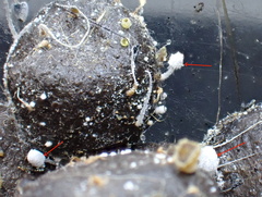 Coprinopsis stercorea