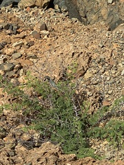 Cnemidophorus arubensis