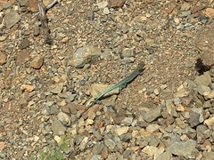 Cnemidophorus arubensis