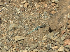 Cnemidophorus arubensis