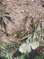 Camissonia strigulosa