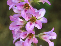 Francoa appendiculata
