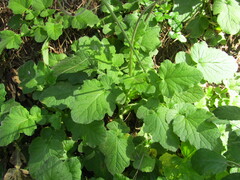 Francoa appendiculata