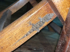 Hemidactylus mercatorius