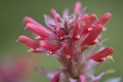 Pedicularis densiflora