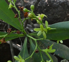 Ancistrocladus heyneanus