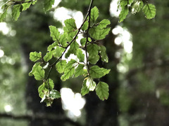 Nothofagus fusca