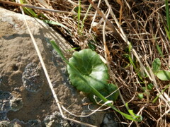 Umbilicus intermedius