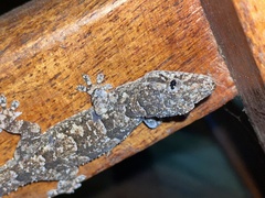 Hemidactylus mercatorius