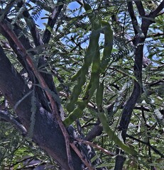 Prosopis nigra