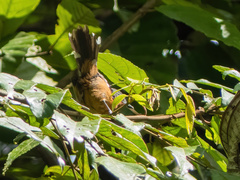 Microrhopias quixensis