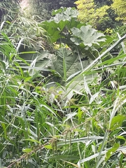 Gunnera manicata