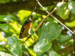 Microrhopias quixensis