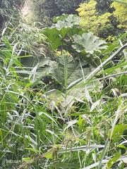 Gunnera manicata