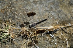 Brachythemis impartita