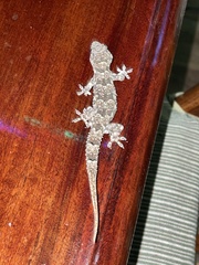 Hemidactylus mercatorius