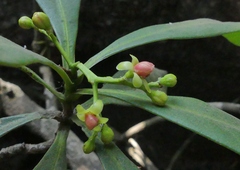 Ancistrocladus heyneanus
