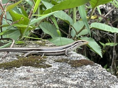 Trachylepis gravenhorstii