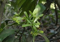 Ancistrocladus heyneanus