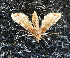 Leucinodes cordalis