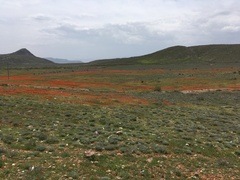 Papaver rhoeas