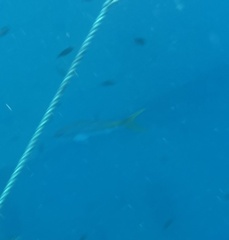 Ocyurus chrysurus
